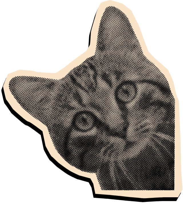 cat2
