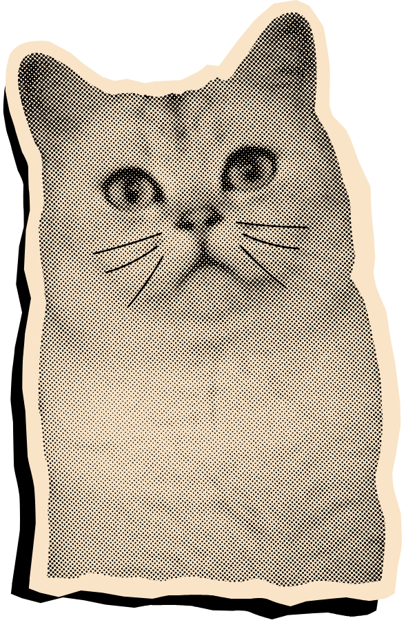 cat3